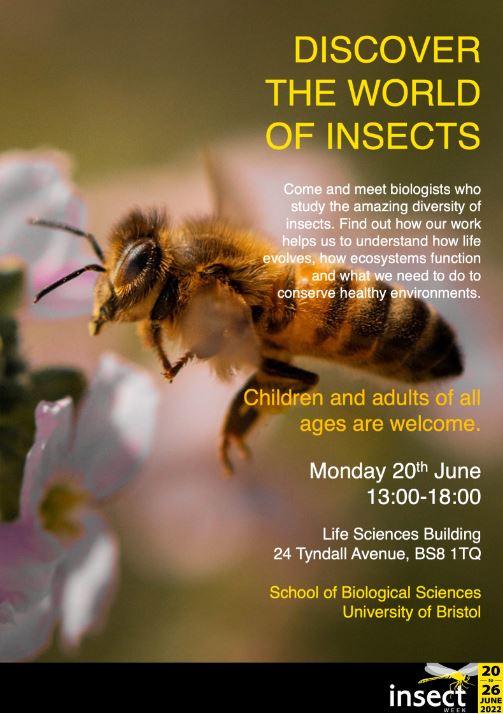 Discover the world of insects in the LSB!
